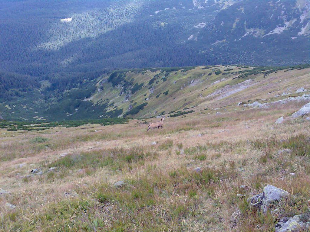 Poľana (Nízke Tatry)