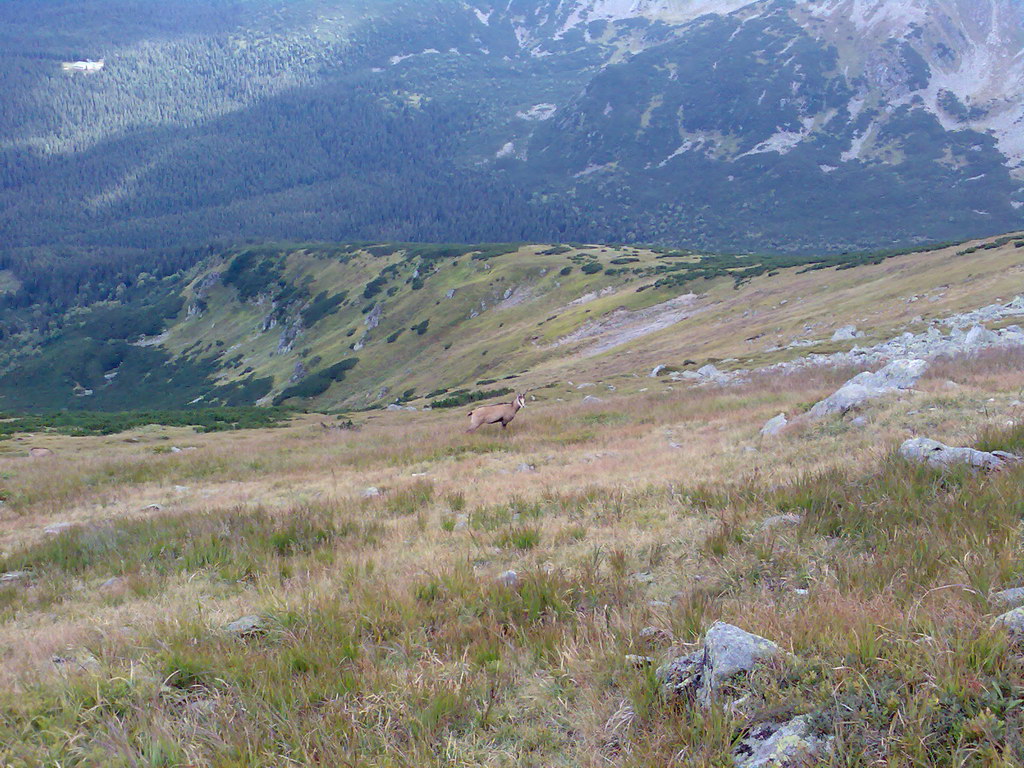 Poľana (Nízke Tatry)