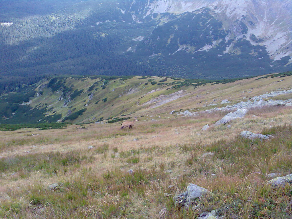 Poľana (Nízke Tatry)