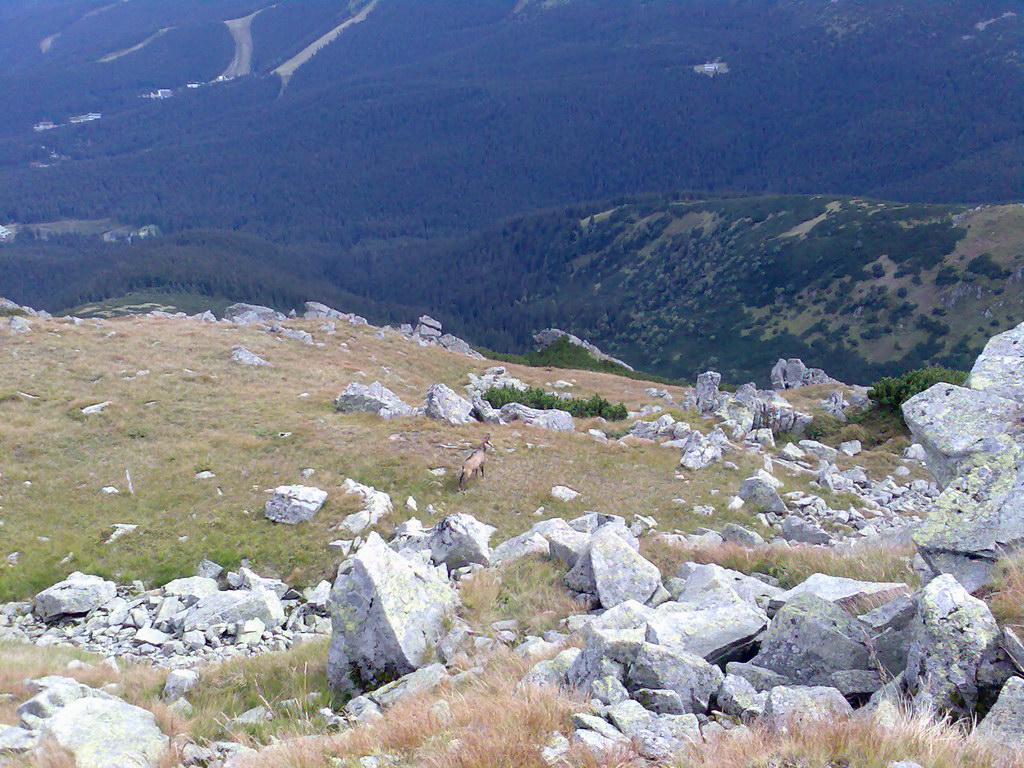 Poľana (Nízke Tatry)