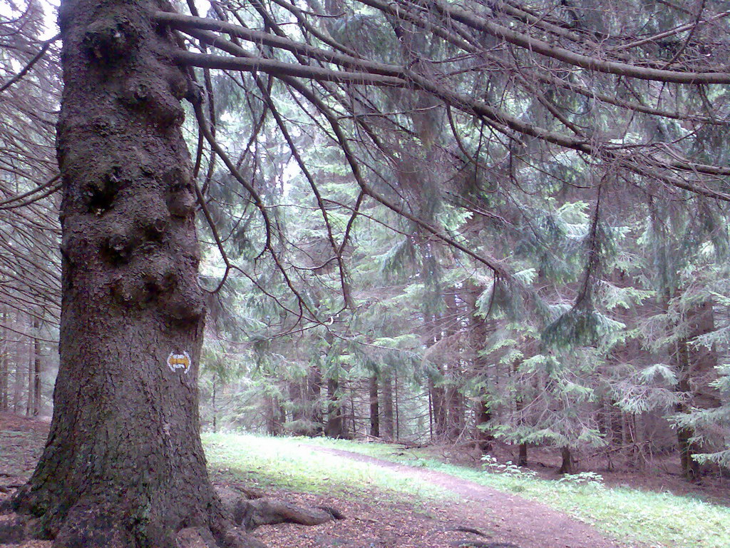 Poľana (Nízke Tatry)