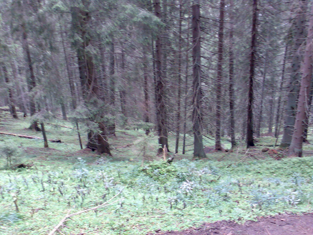 Poľana (Nízke Tatry)