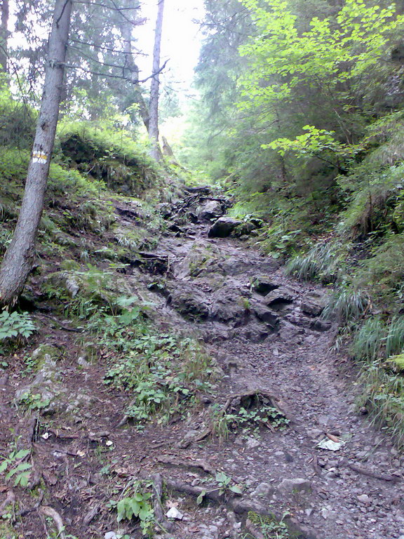 Poľana (Nízke Tatry)