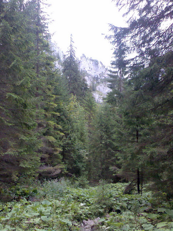 Poľana (Nízke Tatry)