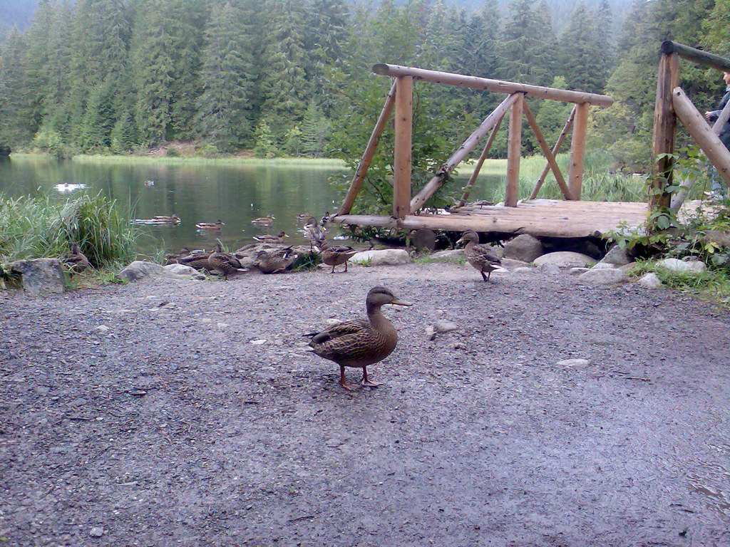 Poľana (Nízke Tatry)