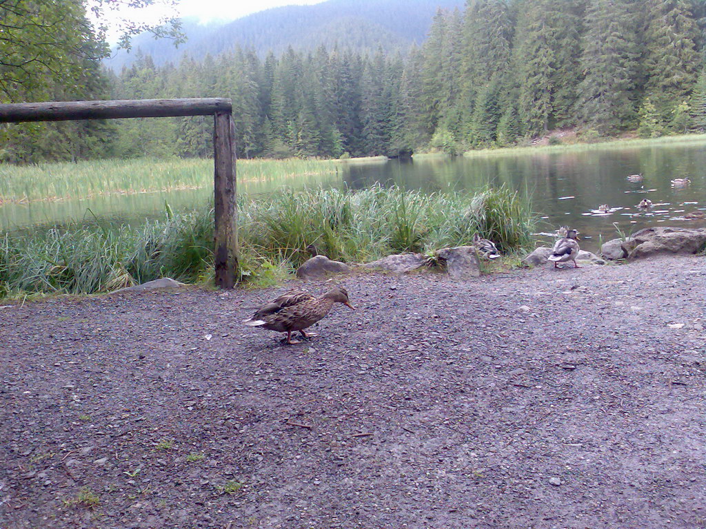 Poľana (Nízke Tatry)