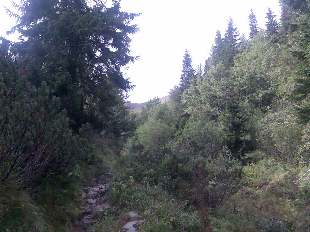 Poľana (Nízke Tatry)