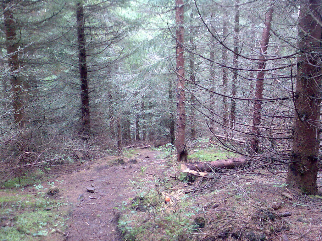 Poľana (Nízke Tatry)