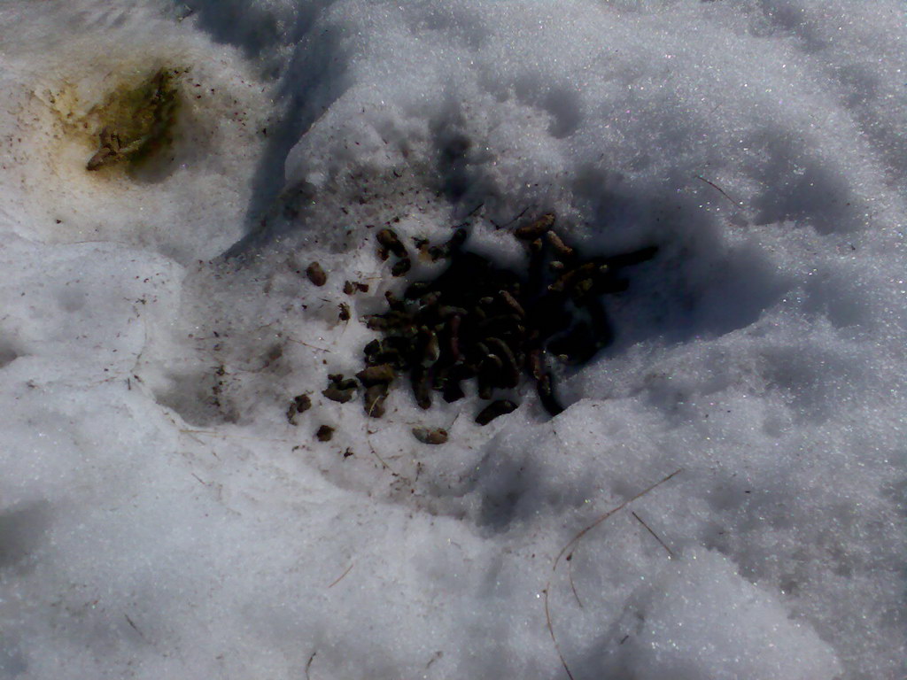 Sedlo pod Malou Svišťovkou (Vysoké Tatry)