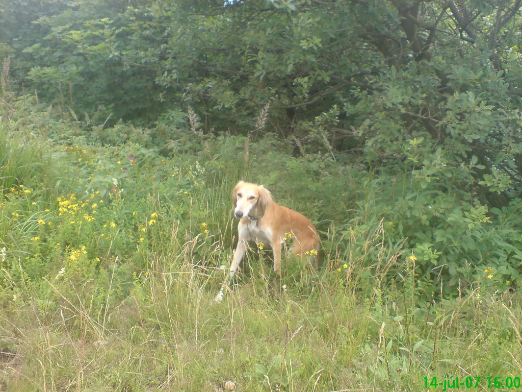 Šimonka (Slanské vrchy)