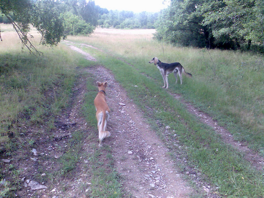 Skalisko z Betliara (Volovské vrchy)