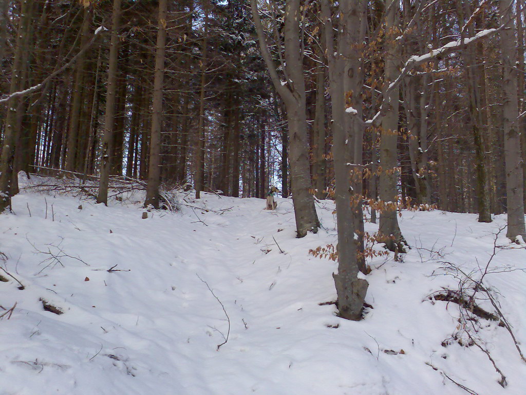 Skalisko z Čučmy (Volovské vrchy)