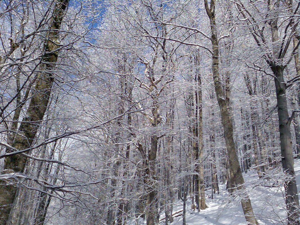 Skalisko z Čučmy (Volovské vrchy)