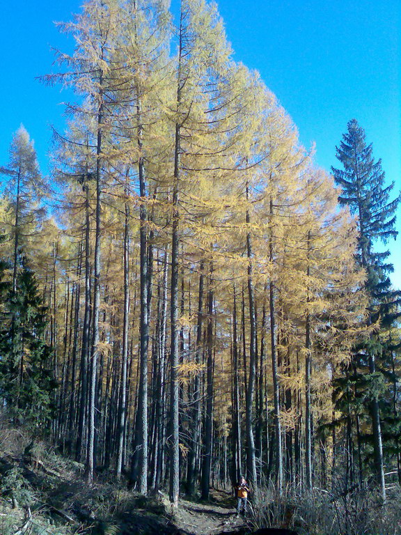 Veľké Biele pleso (Vysoké Tatry)