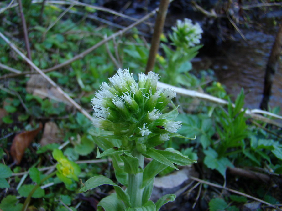 Babiná (Volovské vrchy)