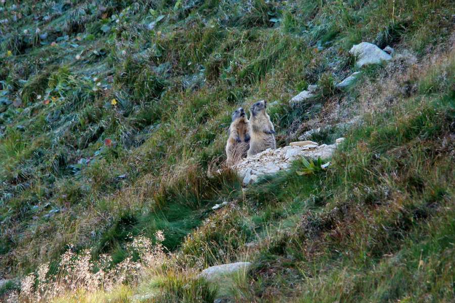 Baranec cez Holý vrch (Západné Tatry)