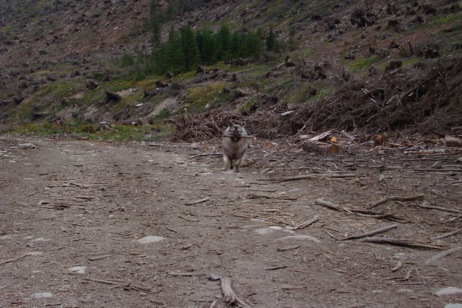 Baranec cez Holý vrch (Západné Tatry)