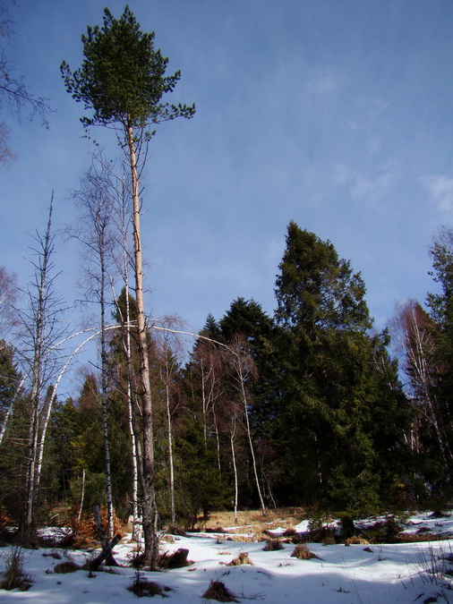 Bukovec zo Švedlára (Volovské vrchy)