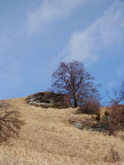 Bukovec zo Švedlára (Volovské vrchy)