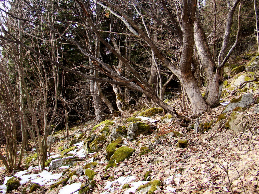 Bukovec zo Švedlára (Volovské vrchy)