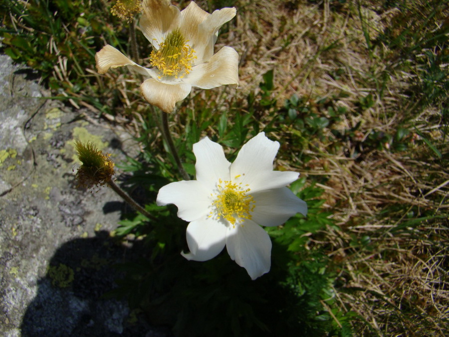 Bystrá lávka, Furkotský štít (Vysoké Tatry)