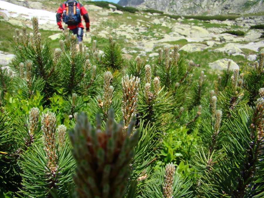 Bystrá lávka, Furkotský štít (Vysoké Tatry)