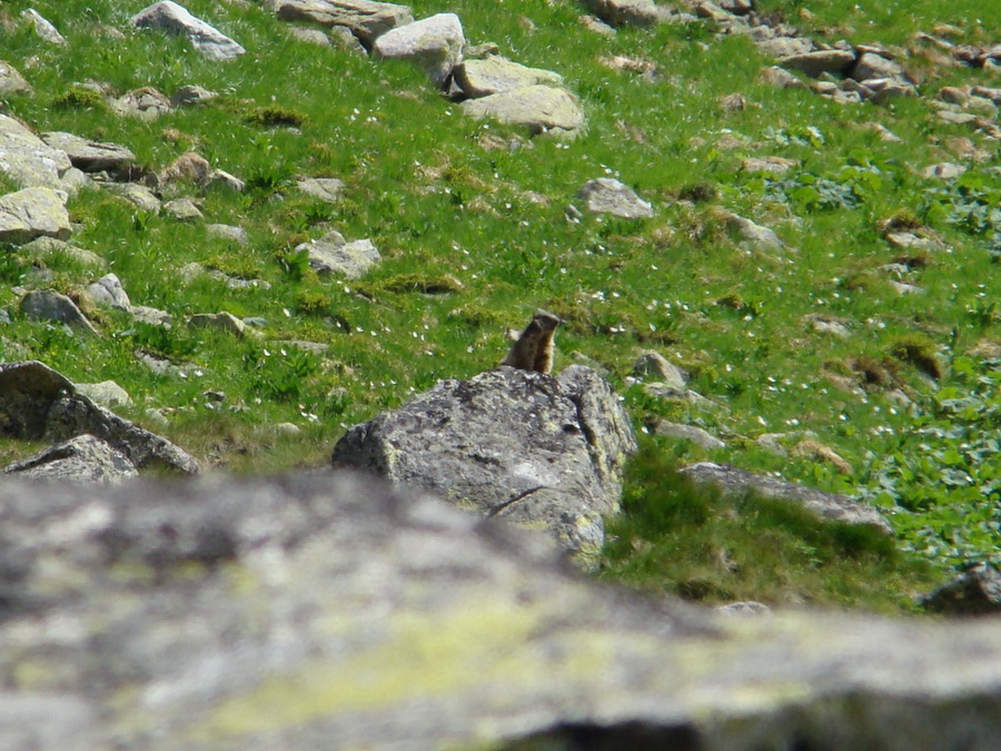 Bystrá lávka, Furkotský štít (Vysoké Tatry)