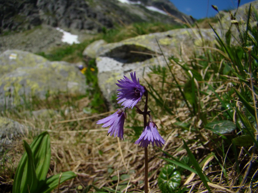 Bystrá lávka, Furkotský štít (Vysoké Tatry)