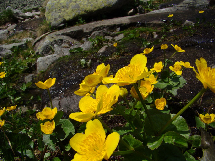 Bystrá lávka, Furkotský štít (Vysoké Tatry)