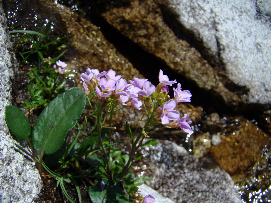 Bystrá lávka, Furkotský štít (Vysoké Tatry)