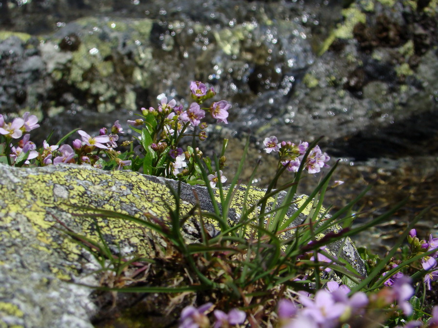 Bystrá lávka, Furkotský štít (Vysoké Tatry)