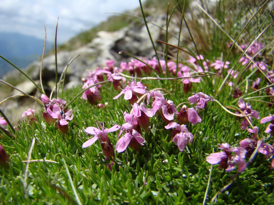 Bystrá lávka, Furkotský štít (Vysoké Tatry)