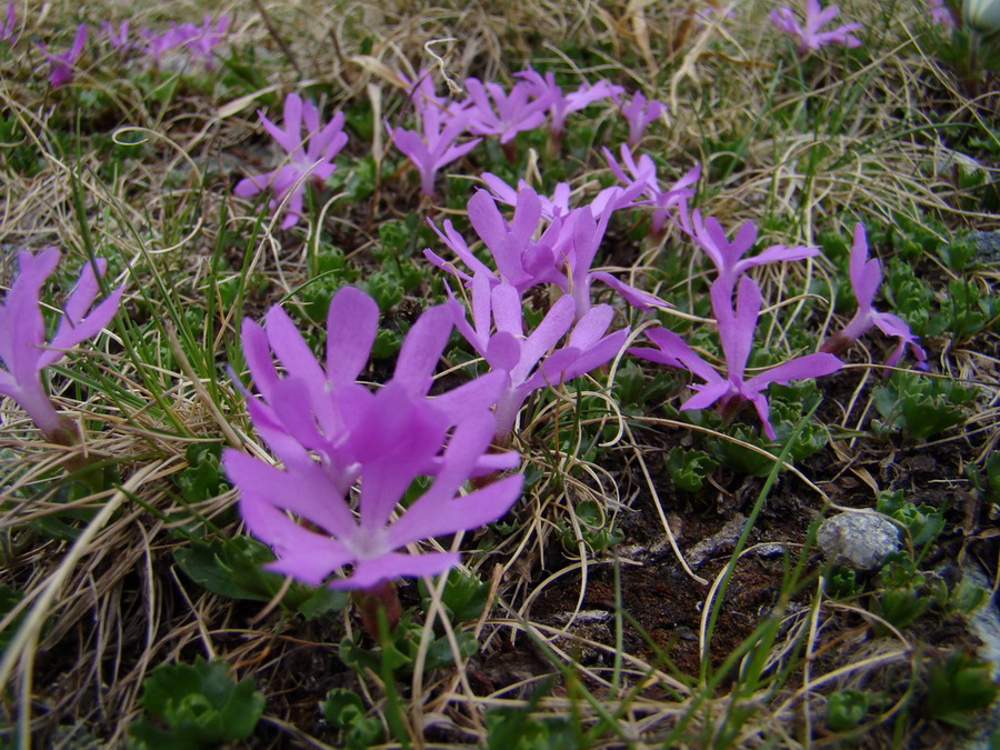 Bystrá lávka, Furkotský štít (Vysoké Tatry)