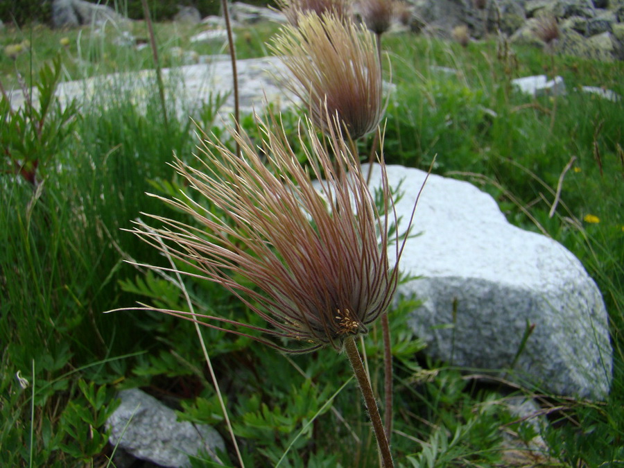 Bystrá lávka, Furkotský štít (Vysoké Tatry)