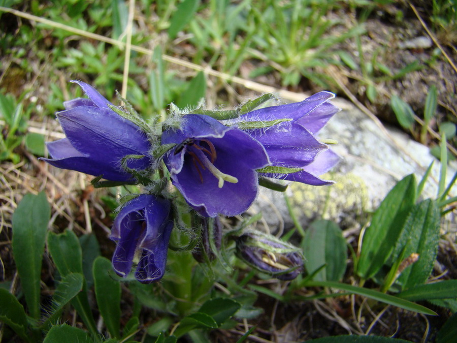 Bystrá lávka, Furkotský štít (Vysoké Tatry)