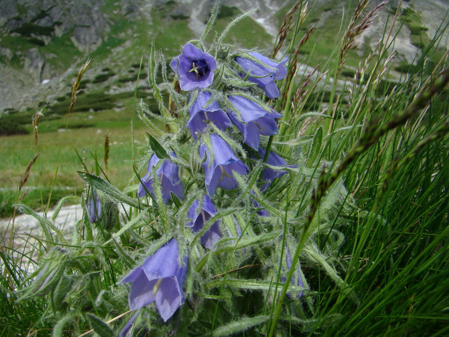 Bystrá lávka, Furkotský štít (Vysoké Tatry)