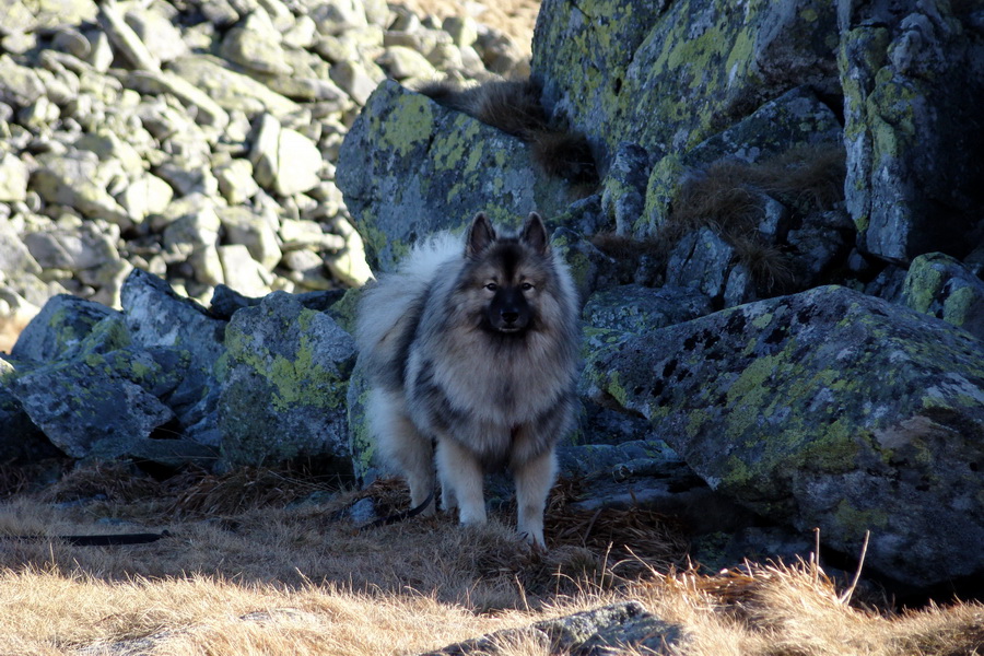 Chabenec (Nízke Tatry)