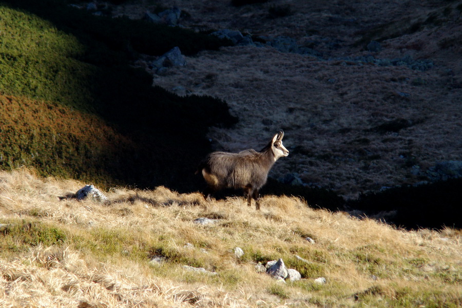 Chabenec (Nízke Tatry)