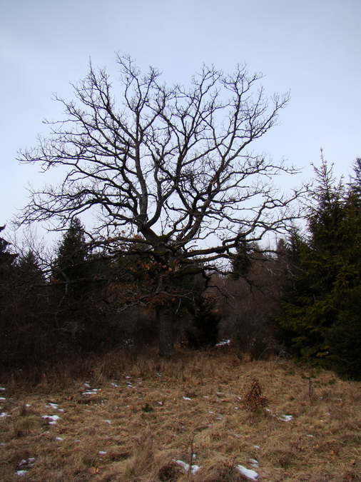 Dievčenská skala (Slovenský kras)