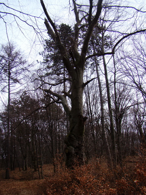 Dievčenská skala (Slovenský kras)