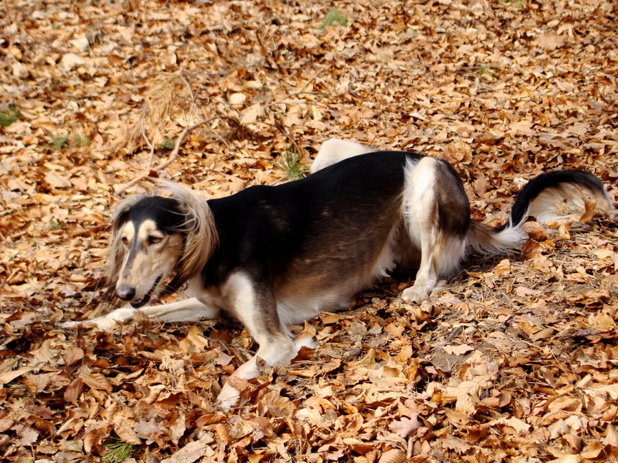 Dievčenská skala (Slovenský kras)