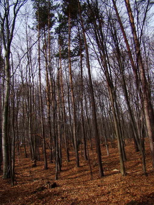 Dievčenská skala (Slovenský kras)