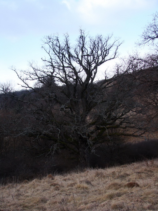 Dievčenská skala (Slovenský kras)