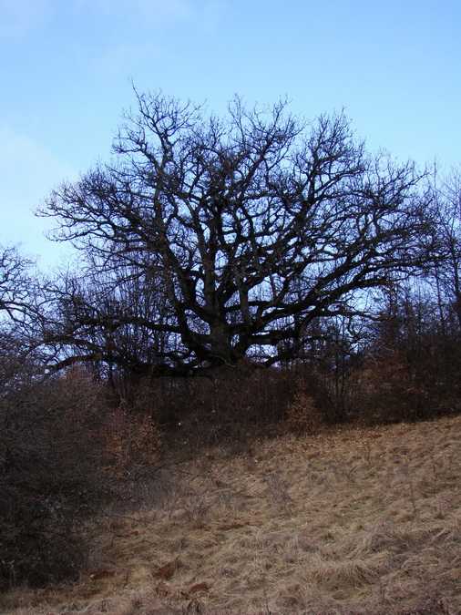 Dievčenská skala (Slovenský kras)