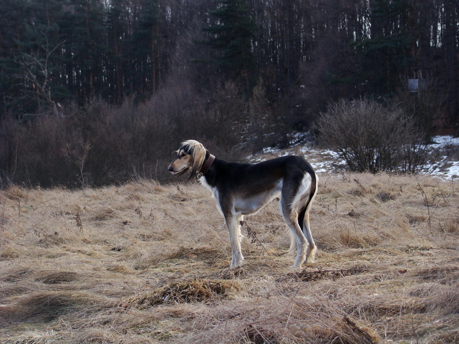 Dievčenská skala (Slovenský kras)