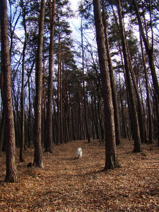 Dievčenská skala (Slovenský kras)