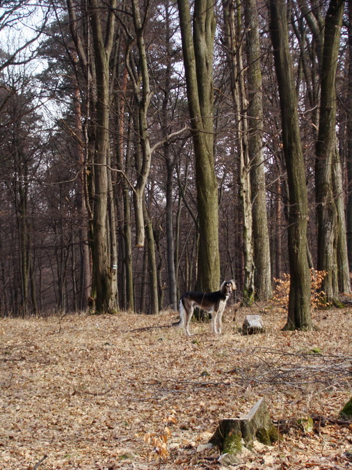 Dievčenská skala (Slovenský kras)