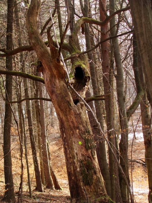 Dievčenská skala (Slovenský kras)