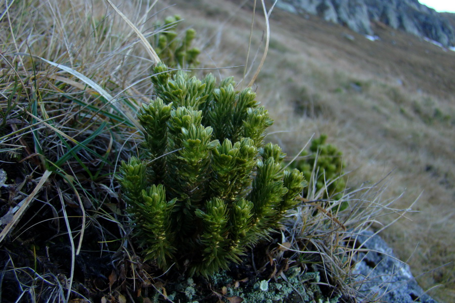 Ďumbier a Krakova hoľa (Nízke Tatry)