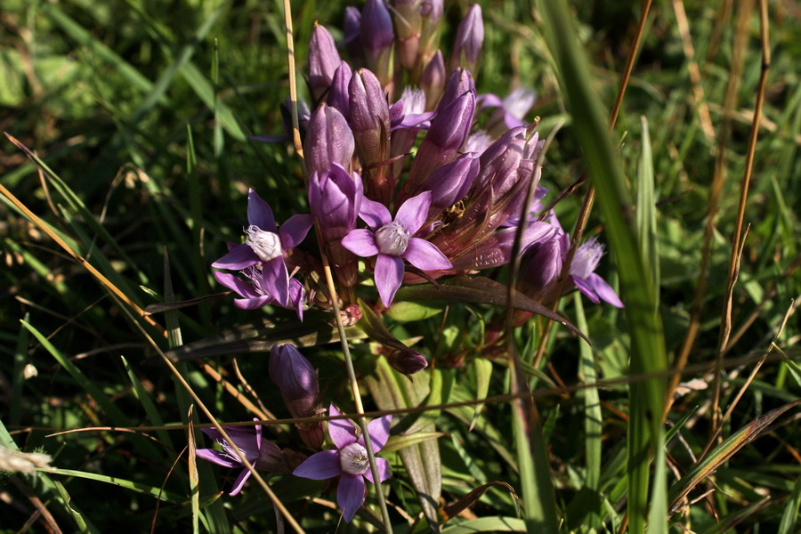 Krivánska Malá Fatra - 1 deň (Malá Fatra)